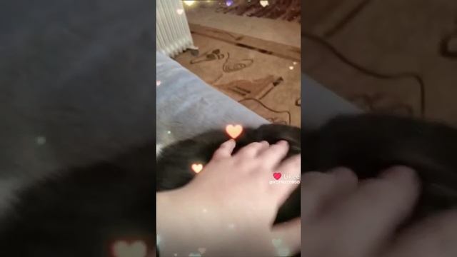 Стёпа котик