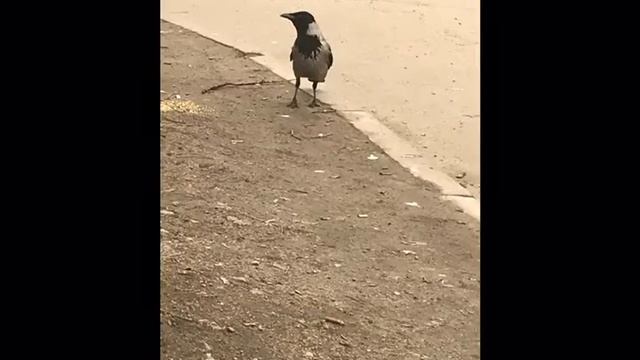 Волонтерство и помощь животным (команда "Волонтеры" ГБОУ СОШ №139) смотреть онлайн