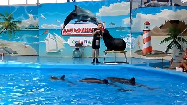 Дельфинарий выступление морского котика, Сочи парке # Dolphinarium Sochi смотреть онлайн