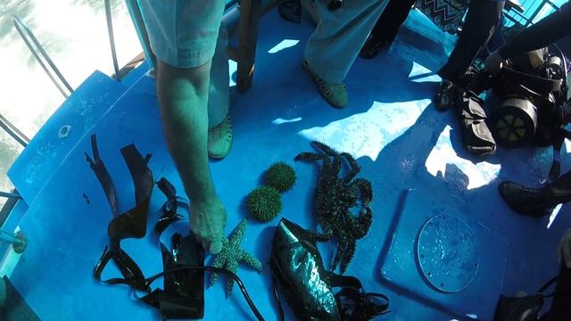 Камчатка дары. Full HD 1080