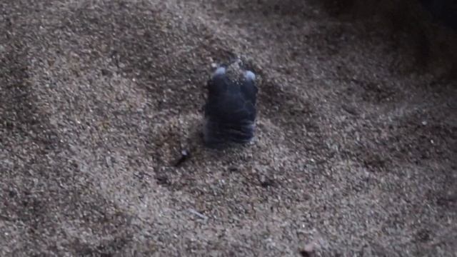 Рождение морской черепахи. The birth of a sea turtle смотреть онлайн