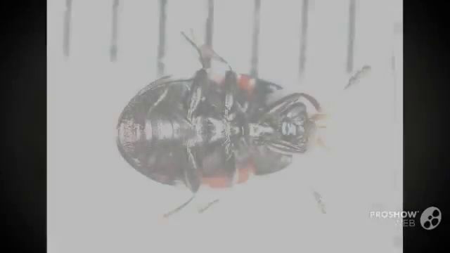 Pleurotus albidus - fungi kingdom смотреть онлайн