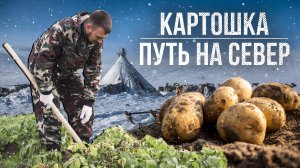 Картошка. Путь на Север. Документальный фильм | Полярные истории