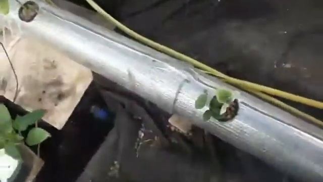05.06.2016 г. дача огурцы на проточке смотреть онлайн