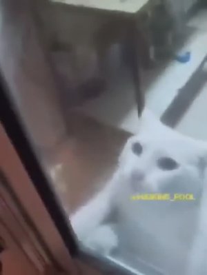 Барсик против крысы???