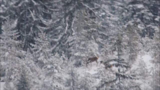 [Nikon Coolpix P520] Shooting Deers With Camera