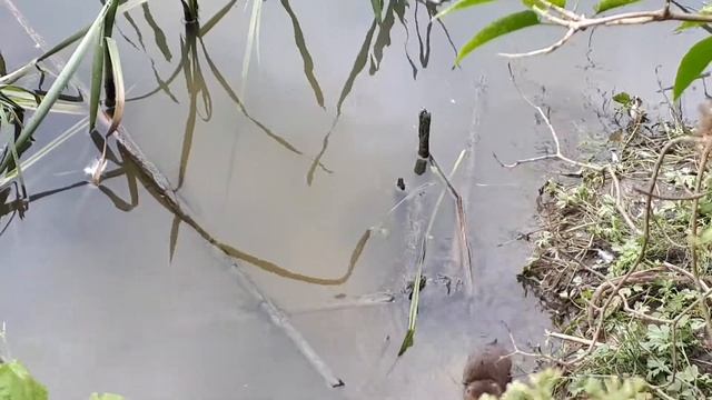 Очень серьёзная и деловая водяная полёвка смотреть онлайн