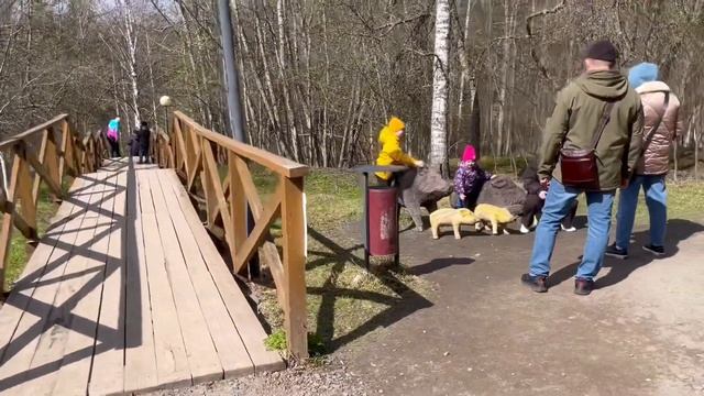Петрозаводск. Заповедник КИВАЧ смотреть онлайн