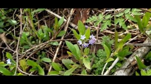 Незабудка полевая #forgetmenot