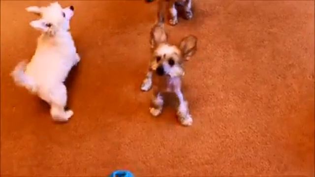 Щенки КХС 3месяца