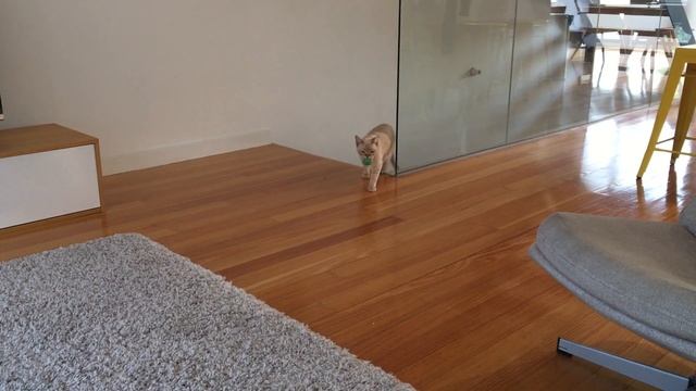 Bronson the Australian Mist cat playing fetch смотреть онлайн