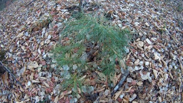 Осенняя тайга в Южном Приморье, ноябрь 2019 г. смотреть онлайн