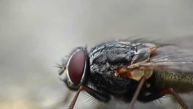 Что происходит, когда МУХА садится на ВАШУ еду? смотреть онлайн