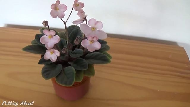 African Violet LiK Gusinye lapki ЛиК Гусиные лапки Goose Feet in bloom - Semi Miniature смотреть онлайн