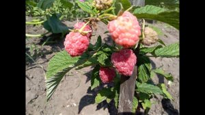 Штамбовая летняя малина Сказка отзыв. Малина - дерево. Сигнальный урожай. Малиновое дерево