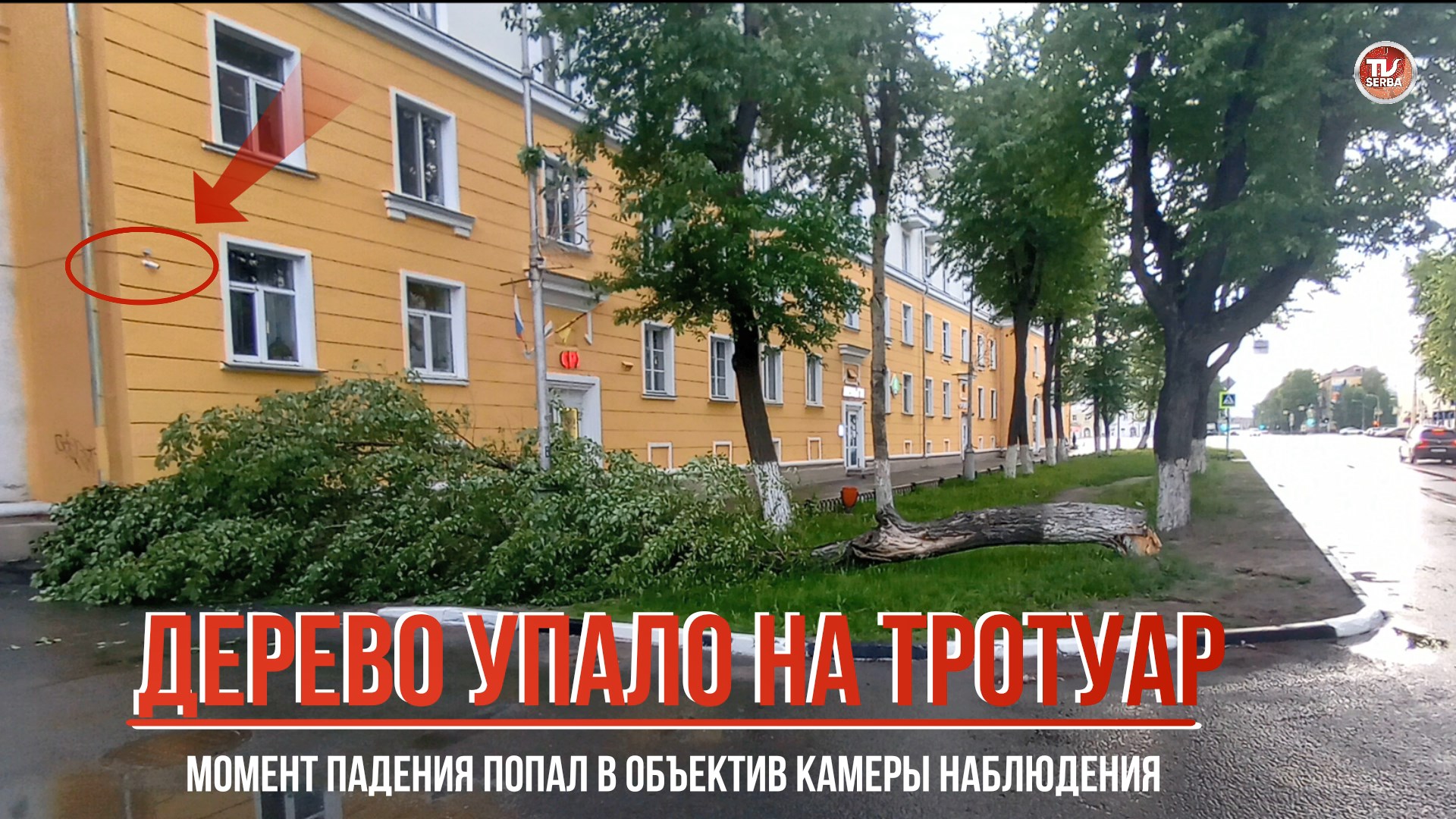 Момент падения дерева в Северодвинске попал в объектив камеры наблюдения / СербаТВ 🔴 смотреть онлайн