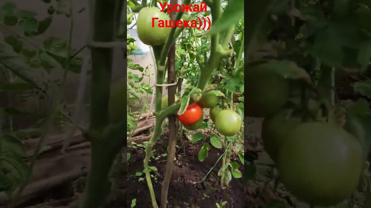 УРОЖАЙ ГАШЕКА))))!!!! смотреть онлайн