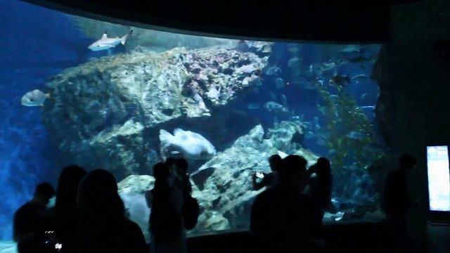 Океанариум Бангкока, мини видео экскурсия, Таиланд 2017 смотреть онлайн