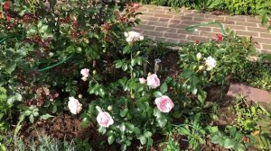 Розы Шато Барбероллес и Пейсли Эбби. Обзор.