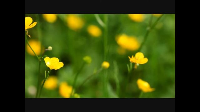 Beautiful Flowers красивые цветы