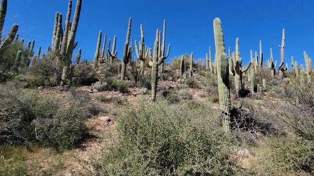 USA: (Arizona, кактусы 🌵) смотреть онлайн