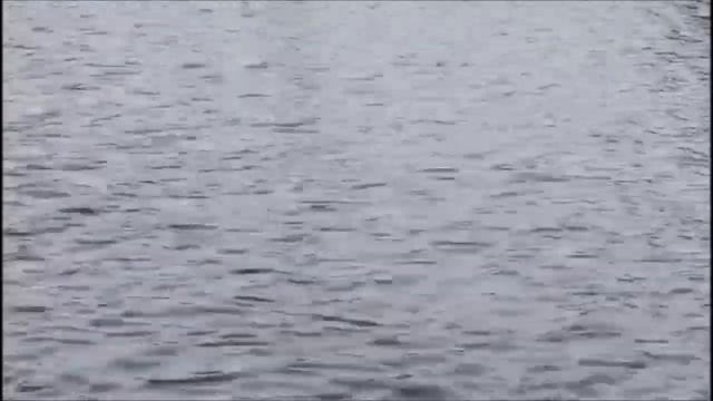 Клевое Место д Савельево Поимка осетра 2 сектор и карп 3 сектор смотреть онлайн