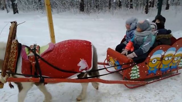 #Shorts /ЗИМНЯЯ СКАЗКА В КРАСИВОМ ЛЕСУ/КАТАНИЕ НА САНЯХ, ЗАПРЯЖЕННЫХ ЛОШАДКОЙ ПО ТРОПЕ ЗДОРОВЬЯ смотреть онлайн