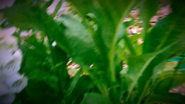 Наперстянка смотреть онлайн