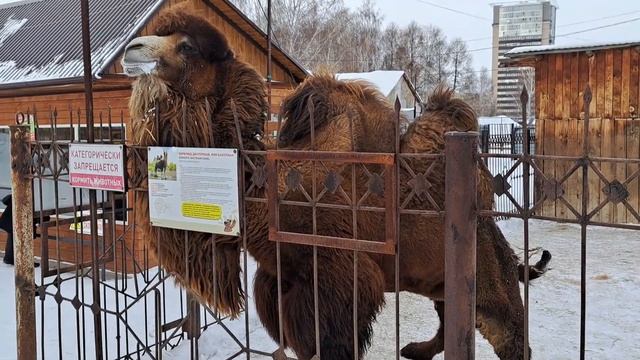 Верблюды в городском зоопарке смотреть онлайн