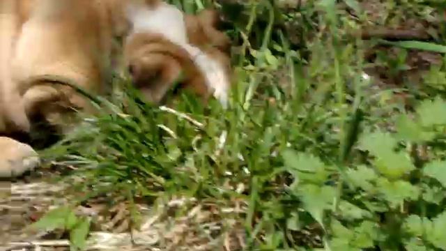 Щенок английского бульдога, девочка, видео 3. смотреть онлайн