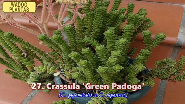 56 CRASSULAS HIBRIDOS смотреть онлайн