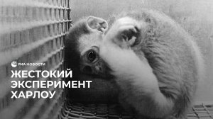 Жестокий эксперимент Харлоу