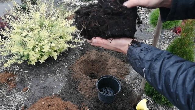 ЕЩЕ ОДНА НОВИНКА - ПИХТА СУБАЛЬПИЙСКАЯ КОМПАКТА. смотреть онлайн