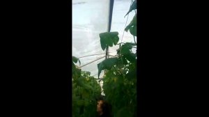 Огурец Габри F1 от Саката в декабре.