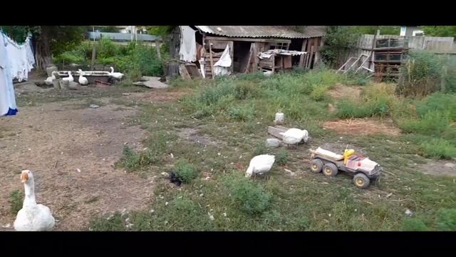Правильное кормление гусей смотреть онлайн