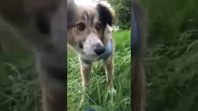 После клиники заехали на прогулку ? и обработка шва дома смотреть онлайн