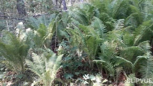 В лес за земляникой.Опять аномальная жара.😒 смотреть онлайн