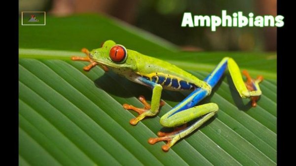 Song About Animal Groups for Children/ Animal Classification /Vertebrates/ Sing and Learn Science