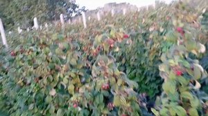 Почему крошится малина