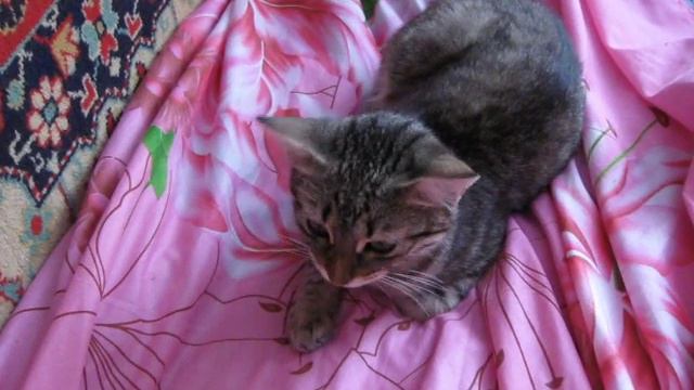 Кот признается в любви / Говорящий кот / Talking Cat