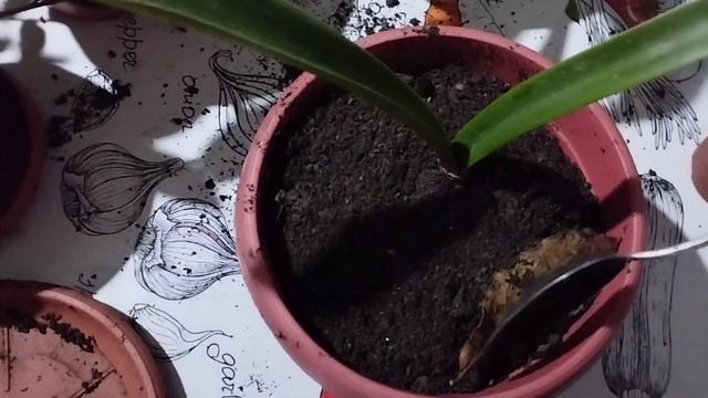 Гиппеаструм отроскасын отырғызу #гүлдер #оңай #үйдің #өсімдік #комнатныерастения Гүлдер әлемі 🌺 смотреть онлайн