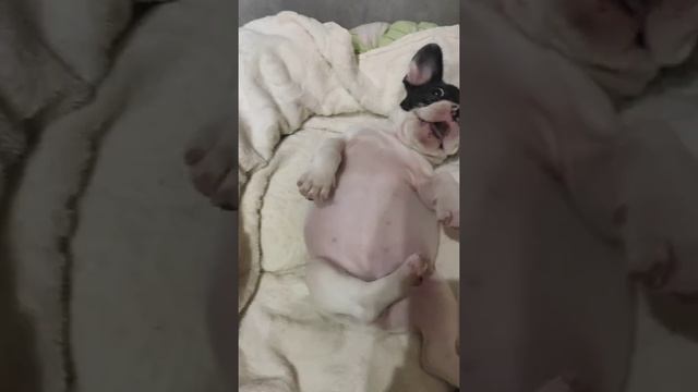 Французский бульдог Куба. Обожратушки. смотреть онлайн