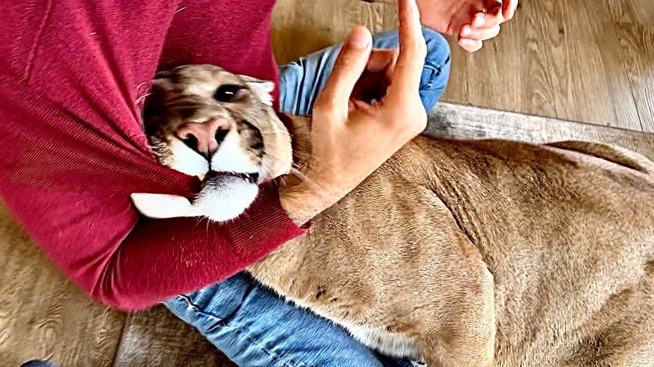 Пума Месси чуть не снял с Саши кофту! Чем пахнет от Саши что Месси потерял голову и пустил слюни? смотреть онлайн