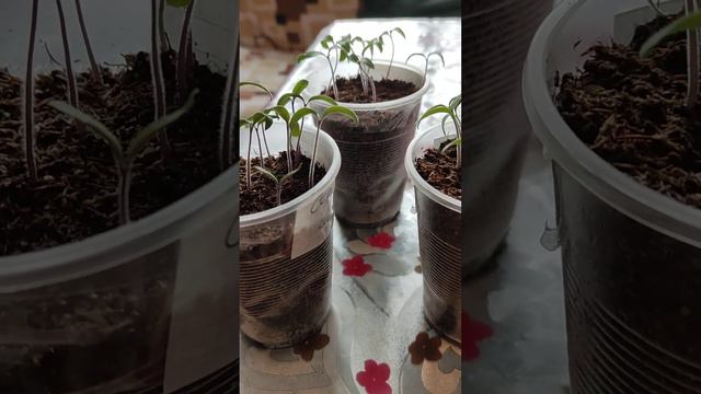 Превикур,хорошо или не очень!)Ночные мысли!)#зима #мороз и гололед#рассада #влог # смотреть онлайн