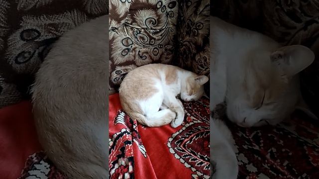 спит рыжий смотреть онлайн