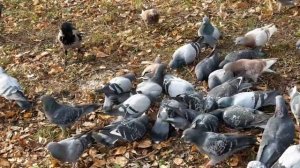 Птицы. Кто такие птицы