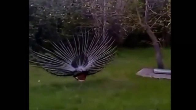 Танцы павлинов в сафари парке львов Тайган смотреть онлайн