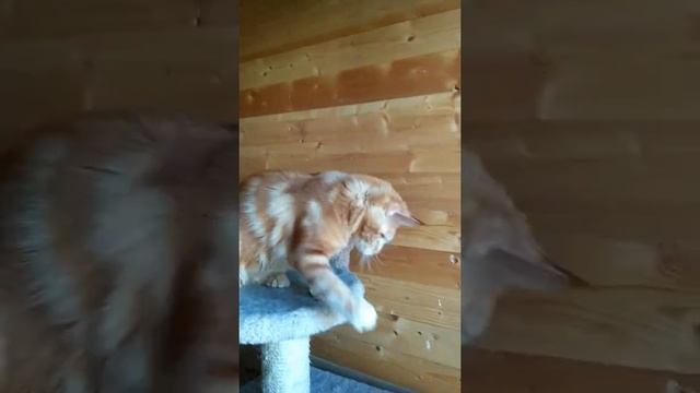 Котик Мейн Кун Игнат / крупный Мейн Кун / рыжий мейнкун смотреть онлайн