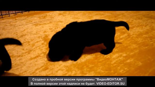 Щенки лабрадора ретривера