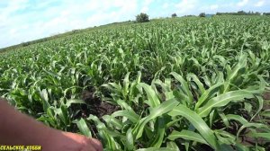 Выращивание Белого Зернового Сорго на Кубани/Что нужно знать при выращивании Сорго.